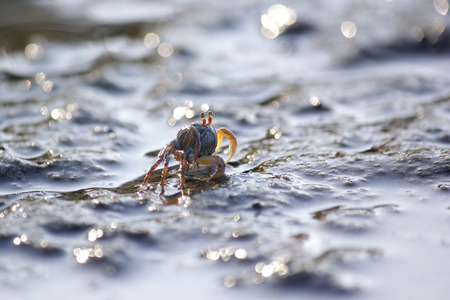 closeup of small ghost crab on the beach sand