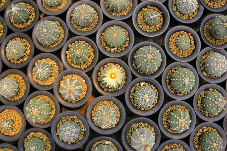 pile of miniature cactus in flower shopの写真素材