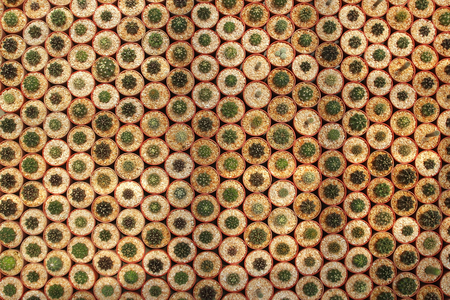 pile of miniature cactus in flower shop as backgroundの写真素材