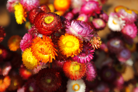 beautiful straw flower or everlasting helichrysum bracteatumの写真素材