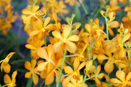 closeup of beautiful orchid flower in garden