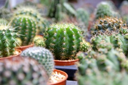 pile of beautiful cactus in flower shopの写真素材