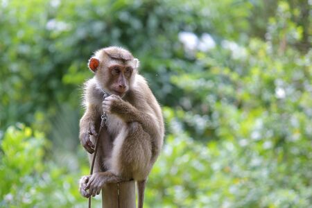 Portrait of macaque monkey with nature background
