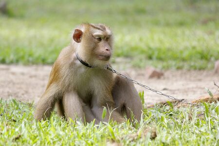 Portrait of macaque monkey with nature background