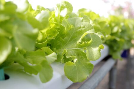 photo of organic hydroponic vegetable in farmの写真素材