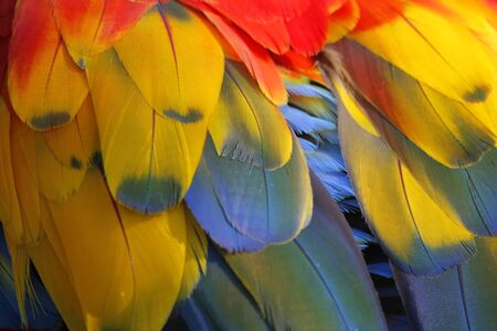 closeup of the beautiful macaw parrot feather       の写真素材