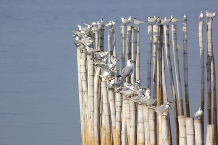group of seagull bird on the bambooの写真素材