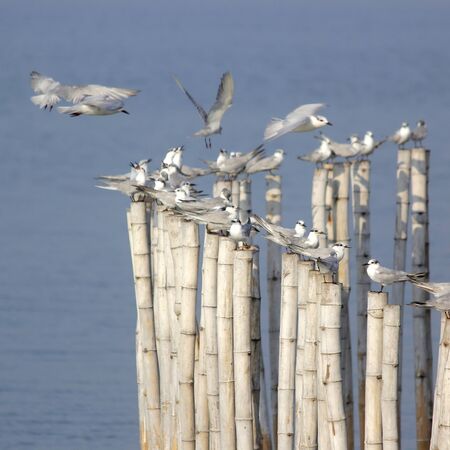 group of seagull bird on the bambooの写真素材