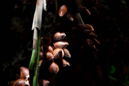 salak fruits or salacca zalacca in organic farmの写真素材