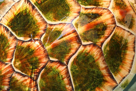 shell of hawksbill sea turtle as background or texture