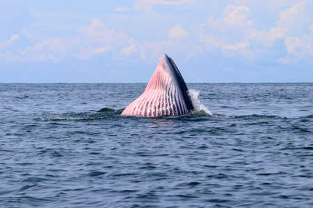 Bryde's whale or Eden's whale in gulf of Thailandの写真素材