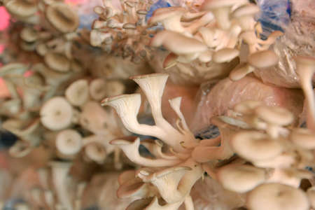 photo of oyster mushroom in nursery bagの写真素材