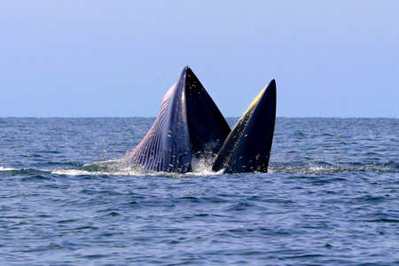 Bryde's whale or Eden's whale in gulf of Thailandの写真素材