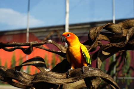 pile of yellow parrot bird in the zoo