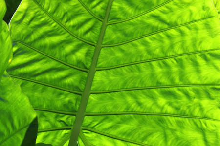 closeup of green leaf as background or texture