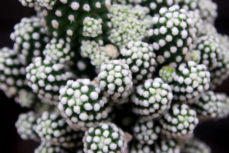 closeup of beautiful cactus in flower shop