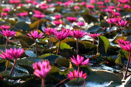 photo of beautiful lotus flower in pondの写真素材