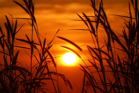 silhouette of gramineae grass with beautiful golden sunset backgroundの写真素材