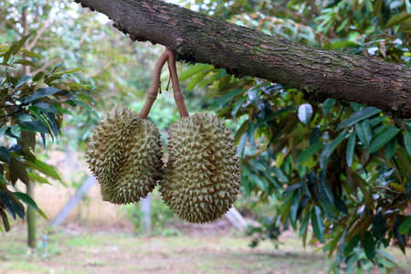 durian fruit on tree in organic farm