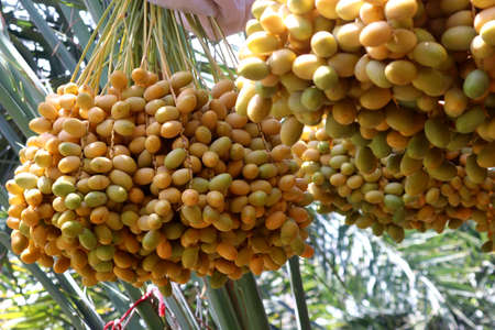 fresh date fruits on date palm tree