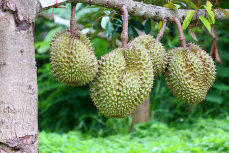 young durian fruit on tree in organic farm