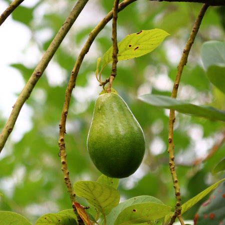 avocado palta guacamole fruit on tree in organic farmの写真素材