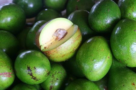 avocado palta guacamole fruit in organic farm