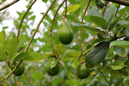 avocado palta guacamole fruit on tree in organic farm