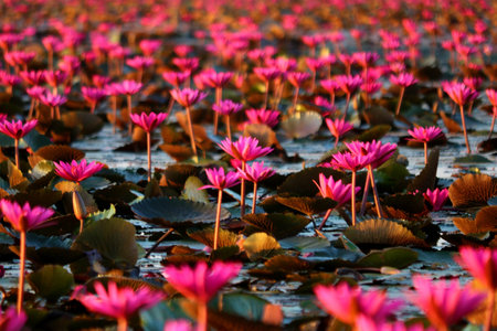 photo of beautiful lotus flower in pondの写真素材