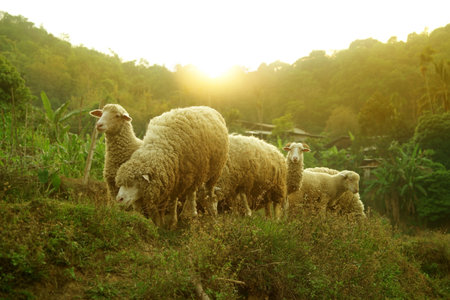 A flock of sheep in a village in northern Thailandの写真素材