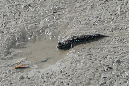 mudskipper or amphibious fish on the mud