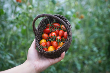 cherry tomato in basket at organic farmの写真素材