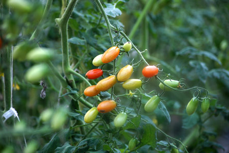 cherry tomato hanging on tree in organic farmの写真素材