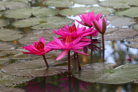 lotus flower, pink water lily in pondの写真素材