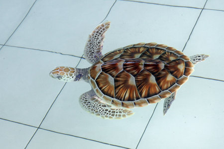green sea turtle (chelonia mydas) in aquariumの写真素材