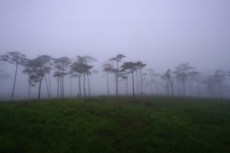 beautiful pine forest with mistの写真素材