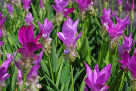 pile of beautiful pink siam tulip flower in gardenの写真素材