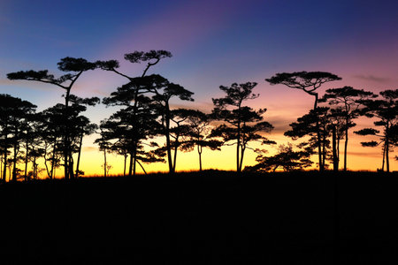 Photo of green forest with beautiful sky backgroundの写真素材