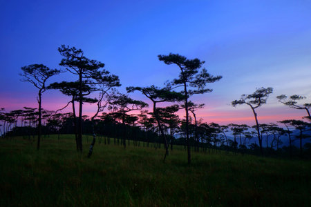 Photo of green forest with beautiful sky backgroundの写真素材