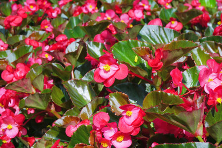beautiful begonia flower in the gardenの写真素材
