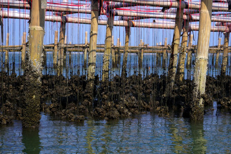 shellfish farming, oysters farm in the seaの写真素材