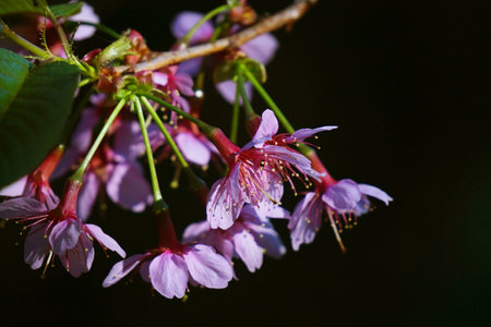 wild himalayan cherry, closeup of  Thai sakura flowerの写真素材