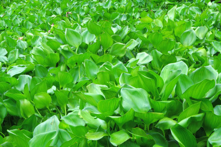 water hyacinth cover a river as backgroundの写真素材