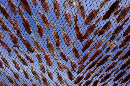 drying squid on the net, squid lay on the mesh