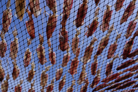 drying squid on the net, squid lay on the meshの写真素材