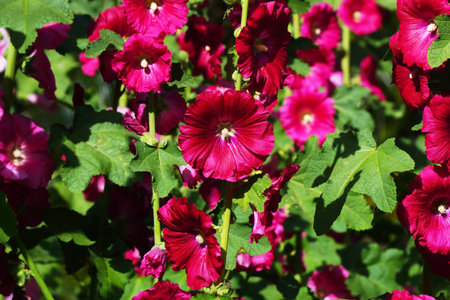 beautiful hollyhock flower or althaea flower in gardenの写真素材