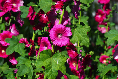 beautiful hollyhock flower or althaea flower in gardenの写真素材