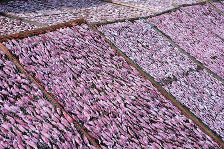 drying squid on the net, squid lay on the meshの写真素材