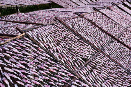 drying squid on the net, squid lay on the meshの写真素材