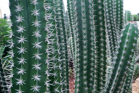 photo of big cactus tree in garden